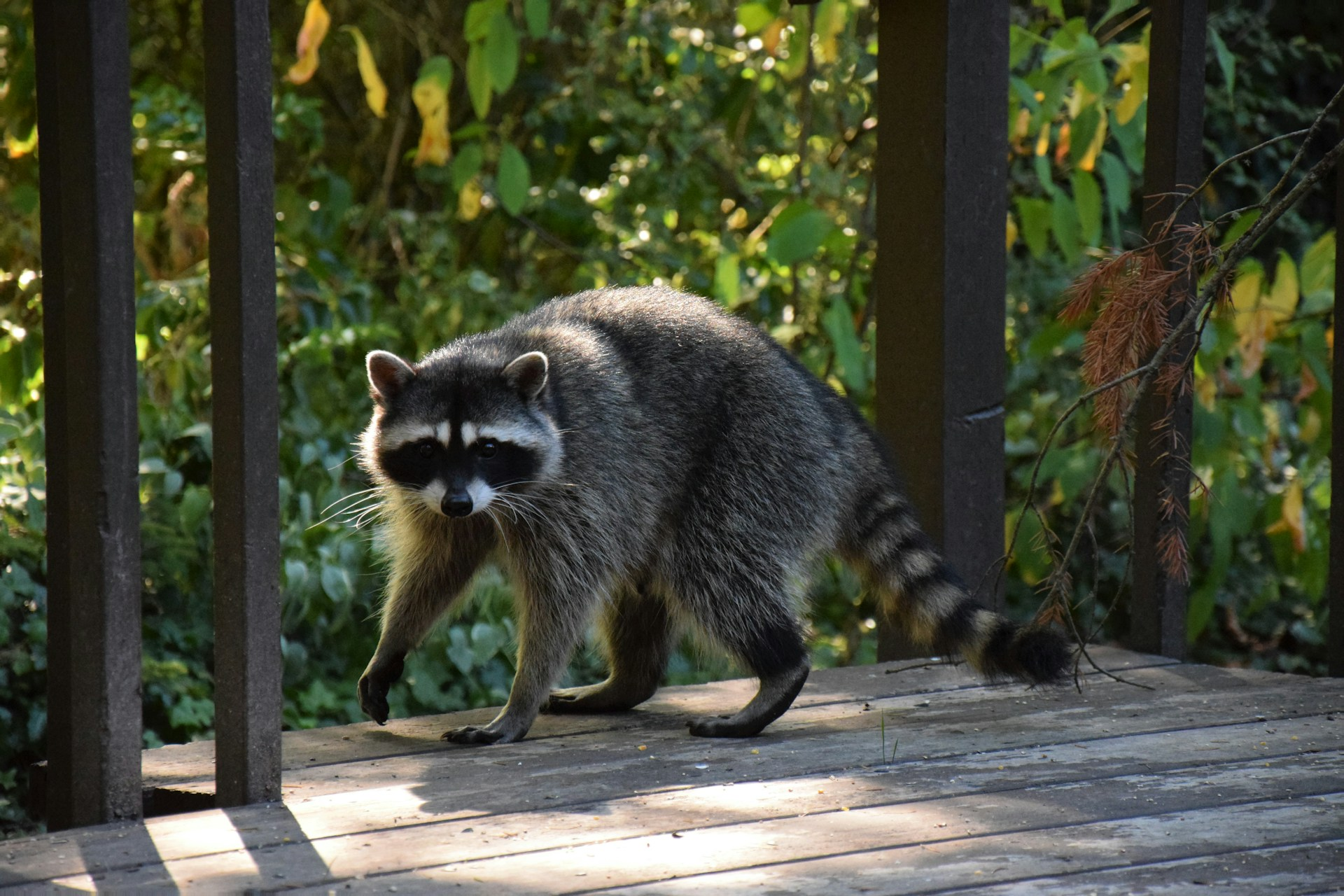 Why Wildlife Removal Needs Trained Technicians