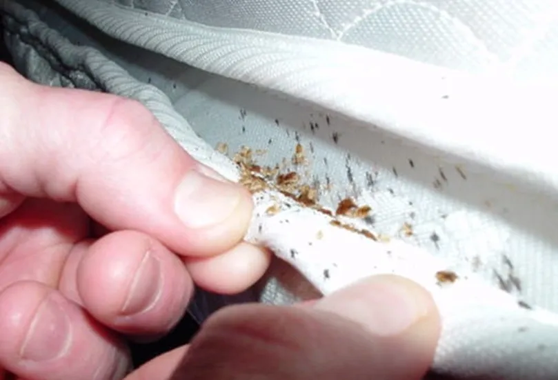 Everything You Need to Know About Bed Bugs: