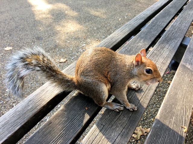What to Do If My Attic Has Been Attracting Squirrels and Other Rodents?