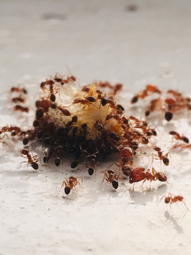 Ant Trails Indoors And How Pros Stop Them Permanently