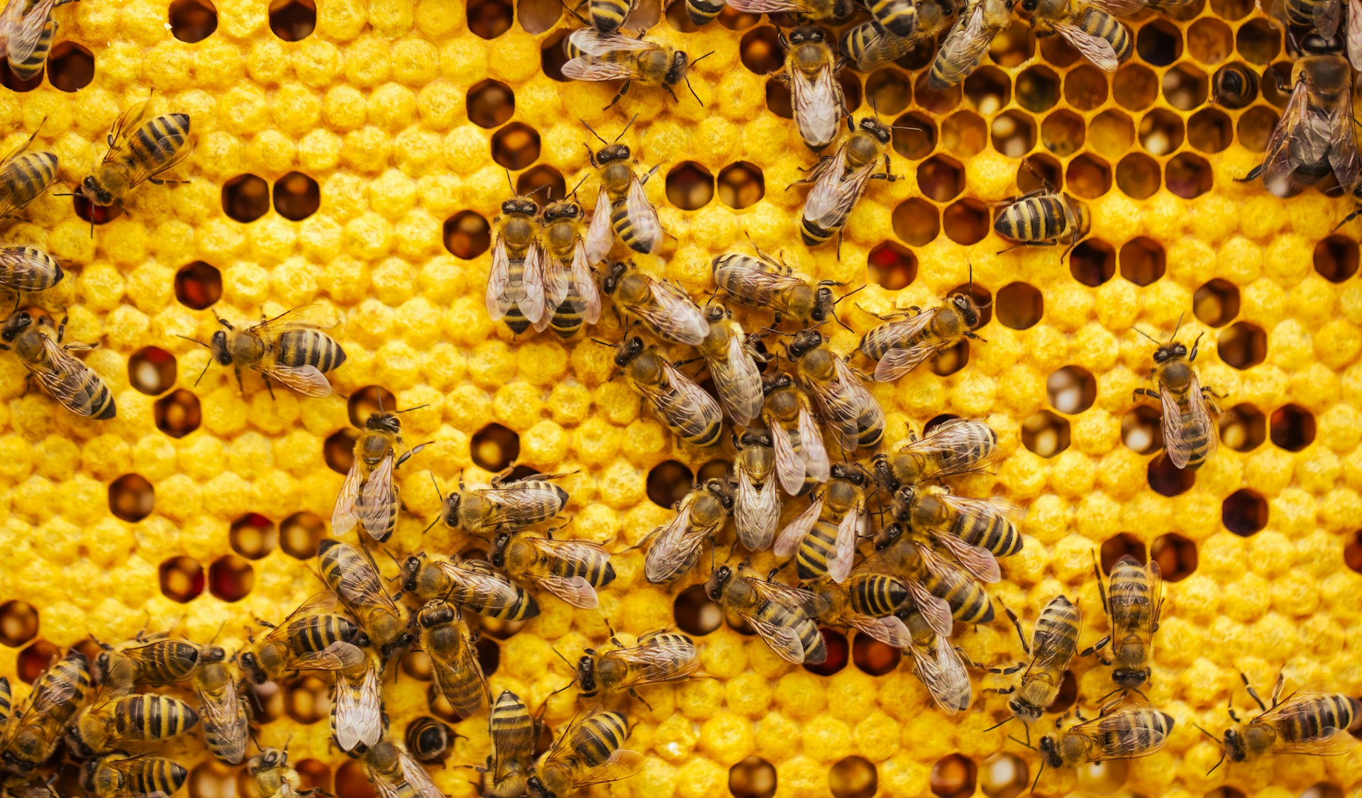 Bee Hive Risks And What To Do Next