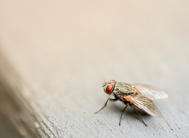 Fly Control For Outdoor Eating Areas And Patios