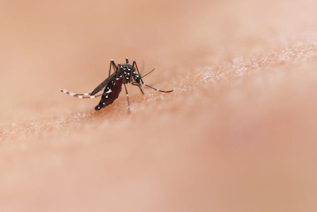 How To Make Your Yard Less Attractive To Mosquitoes in Summer