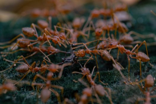 oktavianus-mulyadi-O0fdunv2lvQ-unsplash